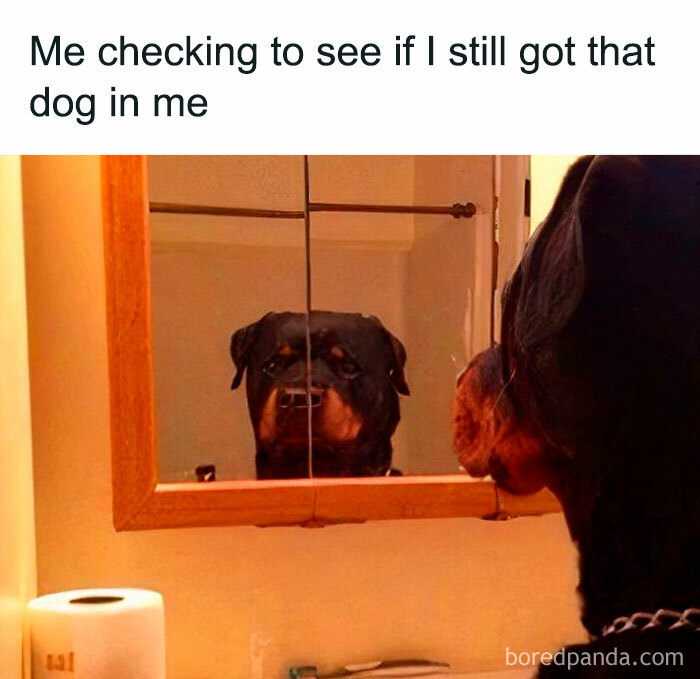Doggo meme of a dog looking at its reflection in a bathroom mirror, capturing wholesome pupper content.