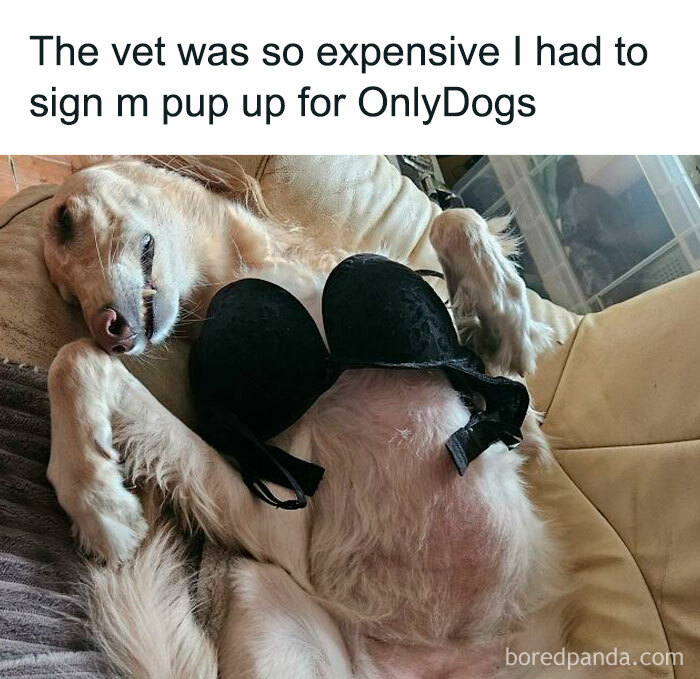 Doggo meme of a dog lying on its back wearing a black bra, humorously captioned about expensive vet costs.
