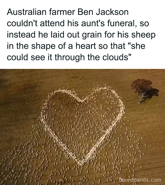 A heart shape made of grain laid out by an Australian farmer with sheep, representing secret facts about meaningful gestures.