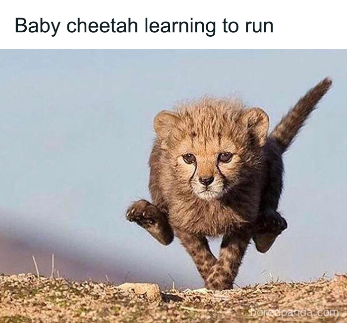 Baby cheetah learning to run on rough terrain, showcasing amazing facts about animal behavior and speed development.