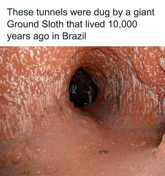 Tunnels dug by a giant Ground Sloth 10,000 years ago in Brazil, revealing secret facts about ancient creatures.