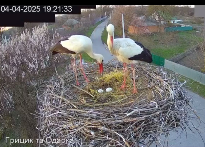 Internet Falls In Love With Ukrainian Storks Caught In A Relationship Scandal