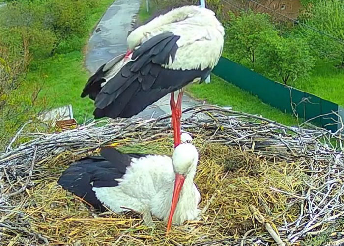 Internet Falls In Love With Ukrainian Storks Caught In A Relationship Scandal