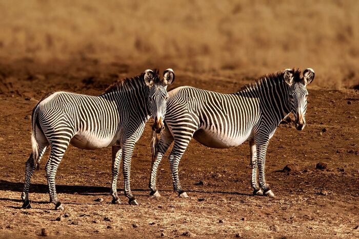 Two zebras standing side by side on a dry plain, showcasing unforgettable wildlife moments in nature photography.