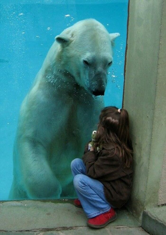Child sitting by the glass wall with a large polar bear underwater in close interaction, an animal pic that warms the heart.