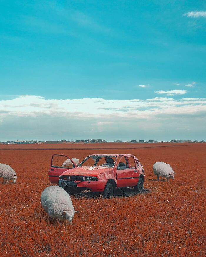 Surreal photo edit of a red car with open door in a red field surrounded by grazing sheep, a creative visual lie.