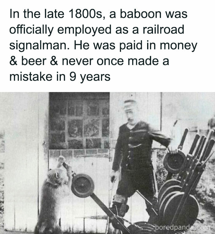Baboon employed as a railroad signalman in the 1800s, paid in money and beer, showing disturbing and unsettling events.