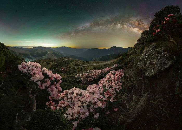 Milky Way arching over rugged mountains with blooming pink flowers under a clear starry night sky.