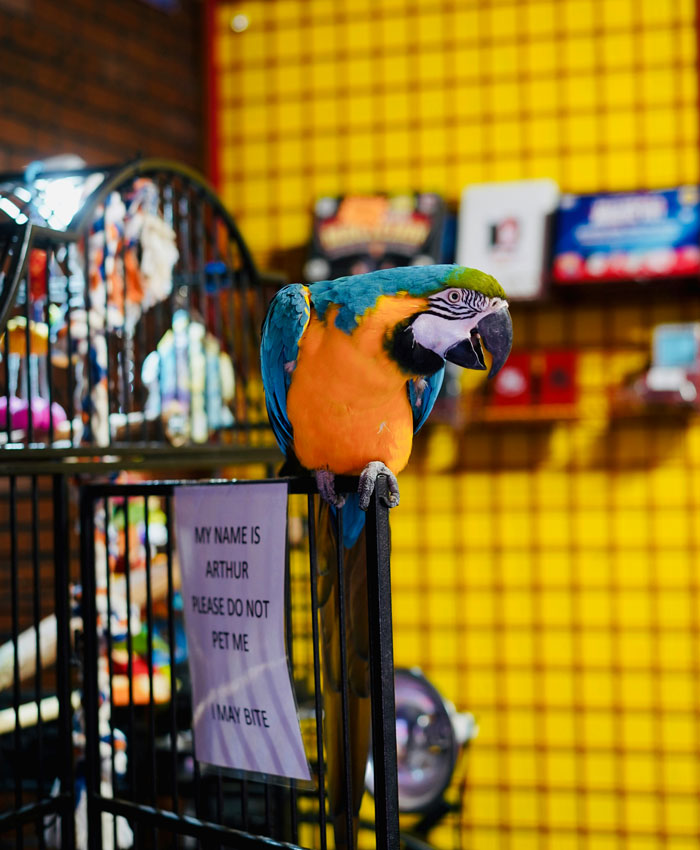 Colorful parrot perched on a cage with a warning sign, symbolizing disturbing workplace secrets revealed by former employees.