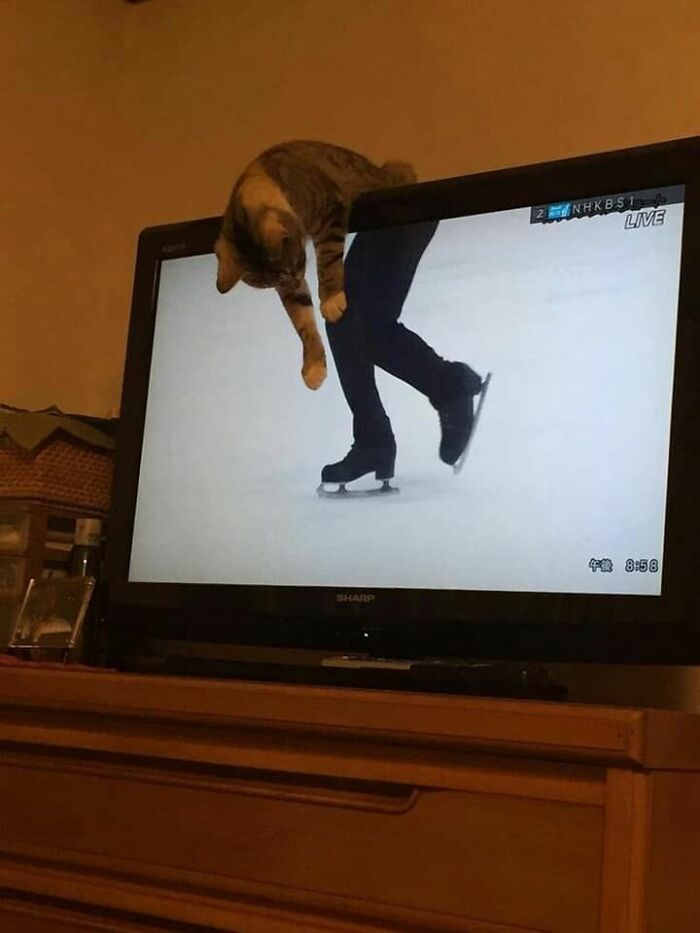 Cat seeming to hang off a TV screen while ice skating is shown, a funny and heartwarming animal pic.