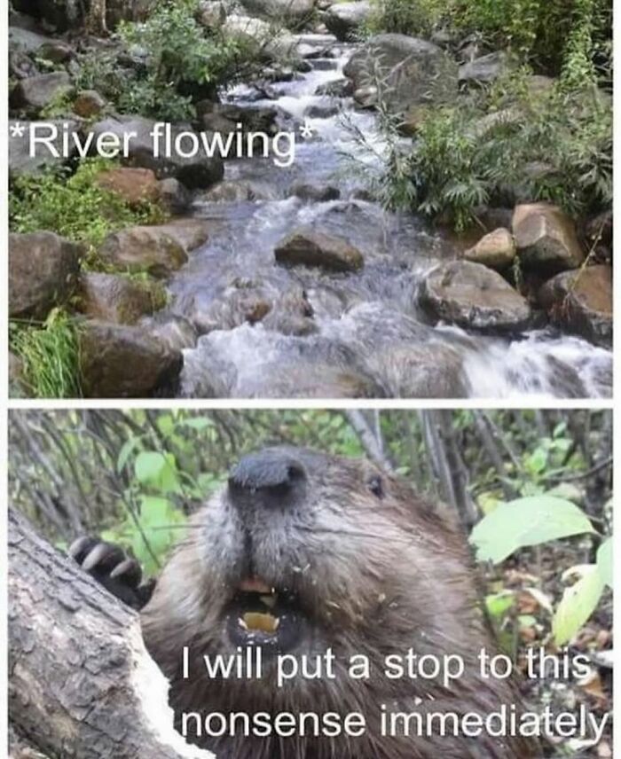 Flowing river over rocks with a beaver chewing a tree in a funny animal meme to boost spirits.