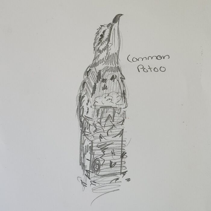 Here's My Bird Portrait Collection That I Drew (12 Pics)