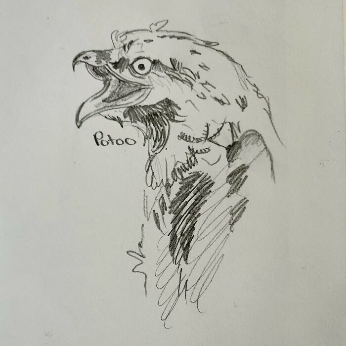 Here's My Bird Portrait Collection That I Drew (12 Pics)