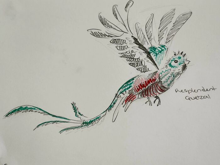 Here's My Bird Portrait Collection That I Drew (12 Pics)