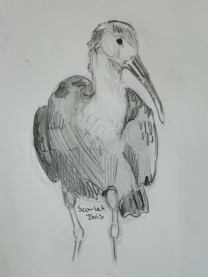 Here's My Bird Portrait Collection That I Drew (12 Pics)