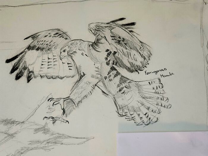 Here's My Bird Portrait Collection That I Drew (12 Pics)