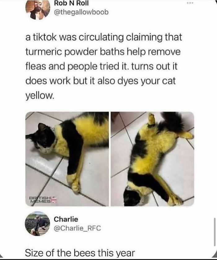 Funny animal meme showing a cat dyed yellow from turmeric baths, highlighting silly animal moments to lift your spirits.
