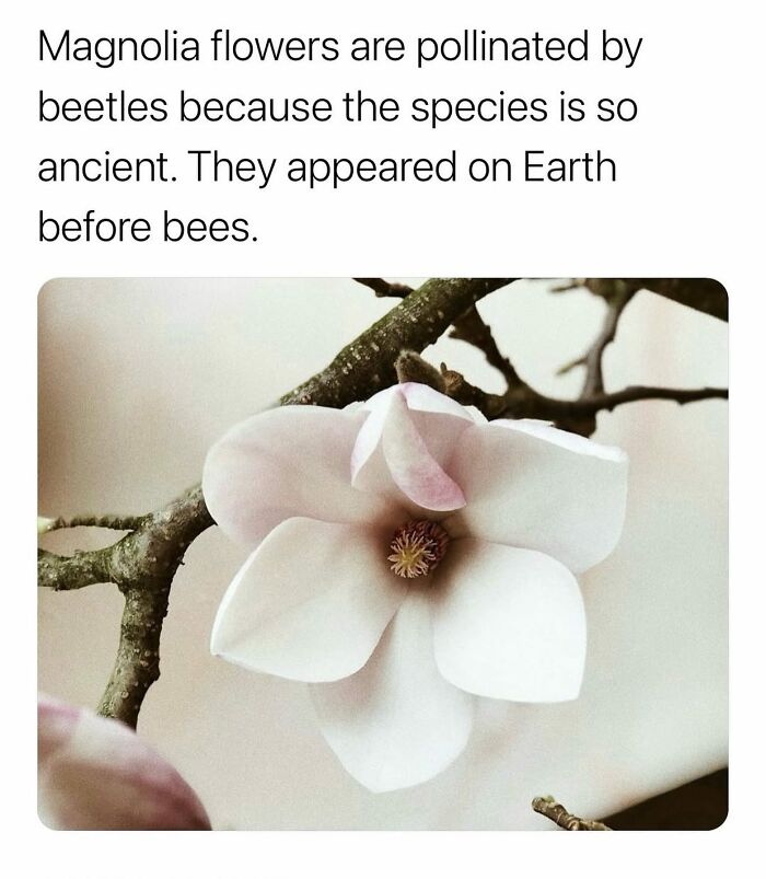 Magnolia flower close-up showing pollination by beetles, highlighting secret facts about this ancient species and nature.