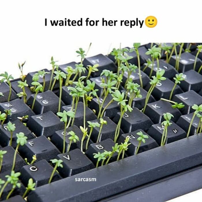 Black keyboard with green plants growing between the keys illustrating a hilarious meme about waiting for a reply.