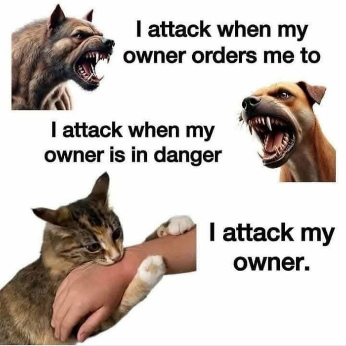 Funny and silly animal meme showing aggressive dogs and a cat playfully biting its owner’s arm.