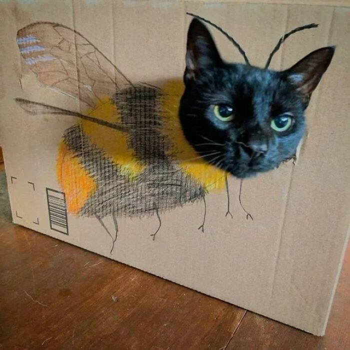 Black cat head poking through cardboard with bee body drawing, one of the animal pics that may warm your heart and make you laugh.