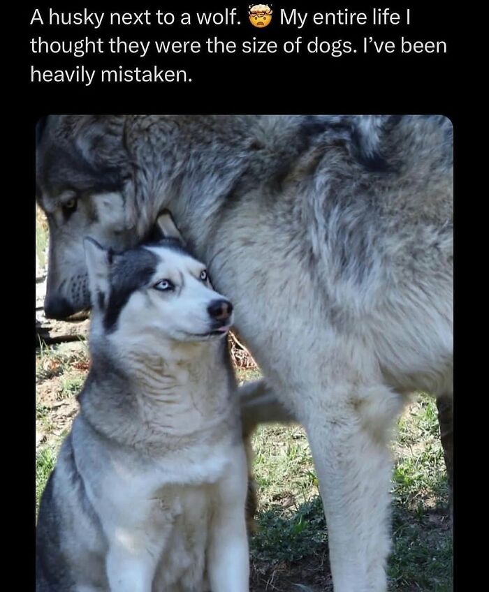 Husky sitting nervously next to a much larger wolf, showcasing funny and silly animal memes to lift your spirits.