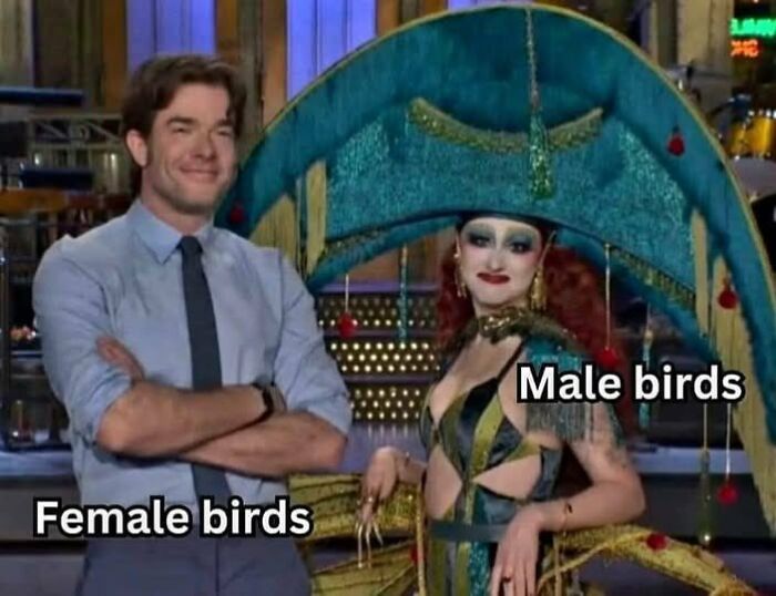 Scene from a chaotic meme showing a casually dressed man labeled female birds beside a flamboyantly costumed person labeled male birds.