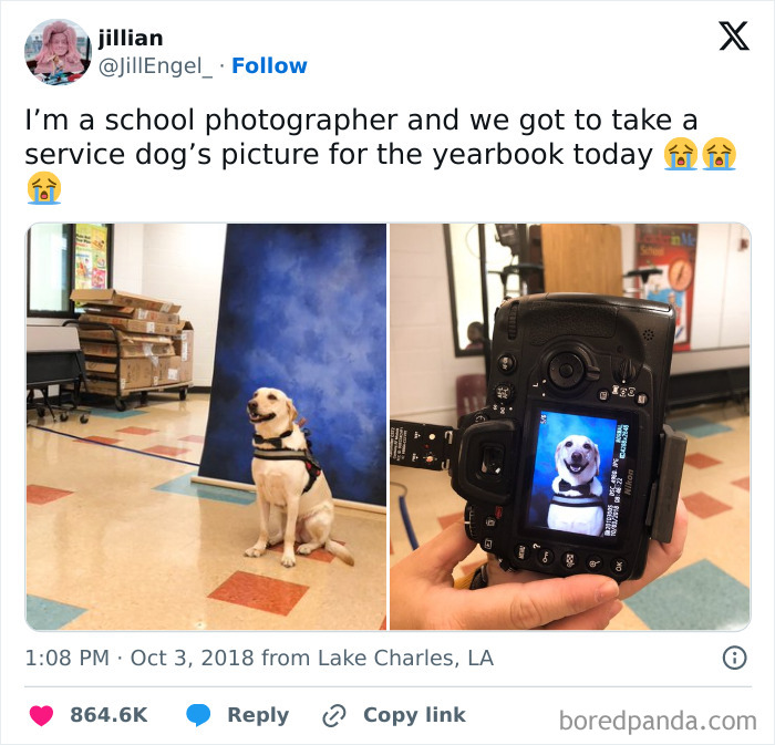 Service dog sitting for a yearbook photo shoot with a blue backdrop, captured by a school photographer.