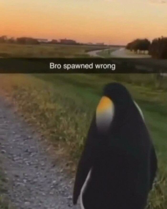 Penguin walking on a gravel road at sunset, showcasing hilarious animals who lost the plot in goblin mode moments.