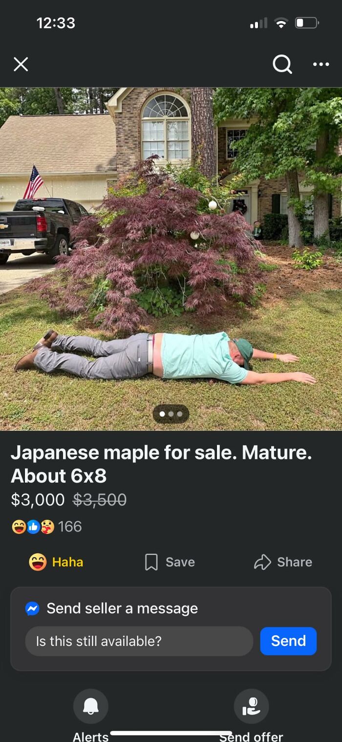 Man lying on lawn next to Japanese maple tree for sale, featured among wildest things on Facebook Marketplace.