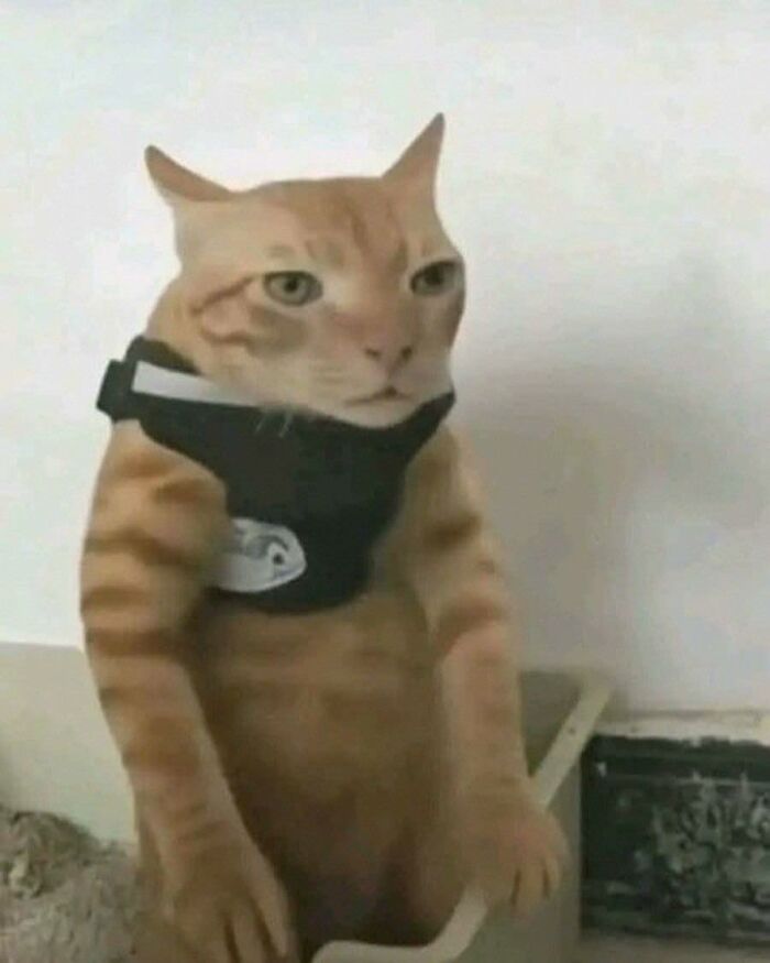 Orange tabby cat wearing a black harness, standing upright with a serious expression, showing hilarious animal goblin mode.