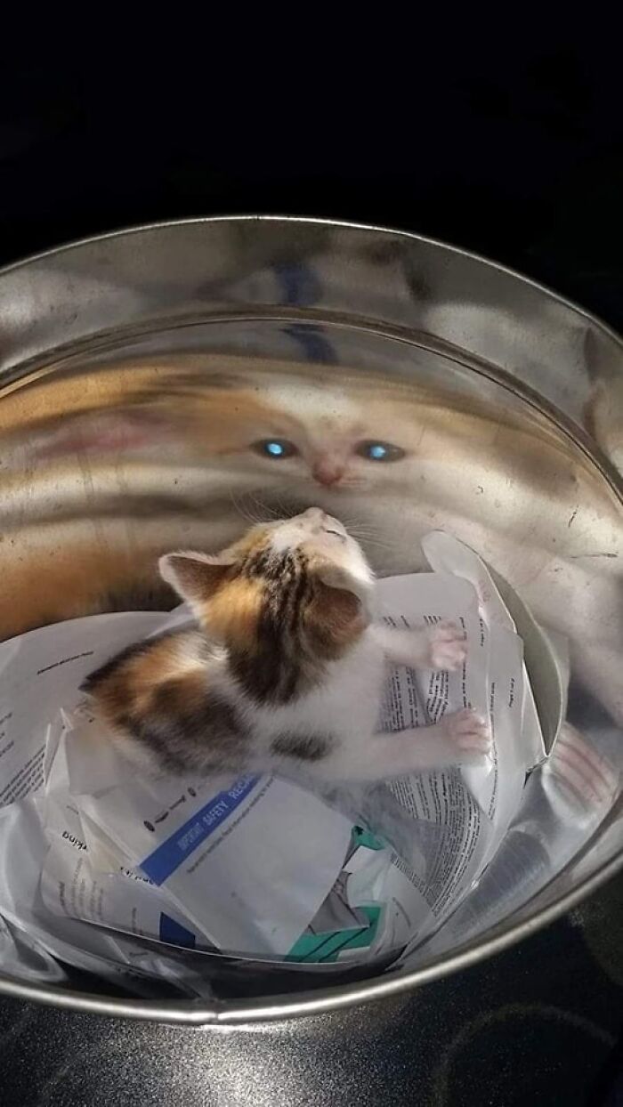 Kitten looking at its distorted reflection in a shiny metal bowl, showcasing cute animal pics that warm your heart and make you laugh.