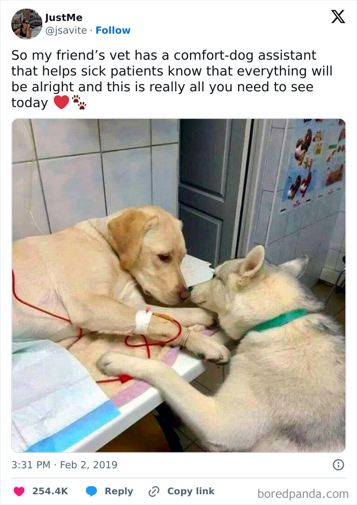 Two dogs, one as a comfort dog, sharing a tender moment at a vet clinic, showcasing funny and wholesome dog memes.