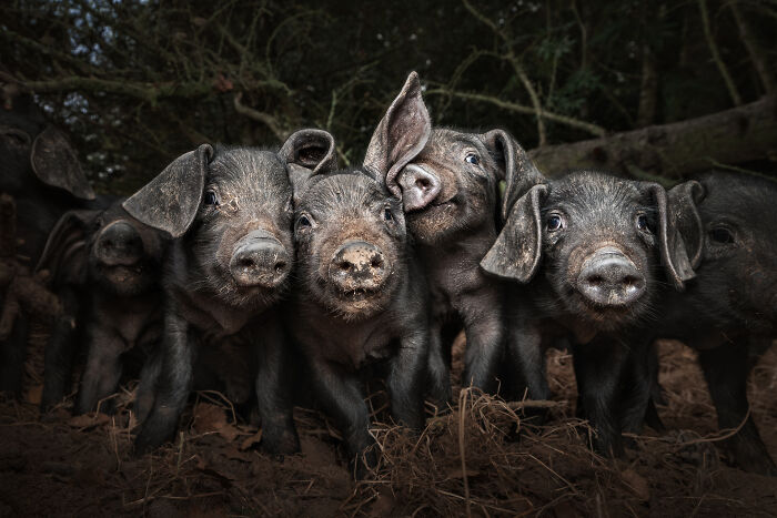 Close-up of black piglets outdoors in natural light, captured in stunning detail for world food photography awards.