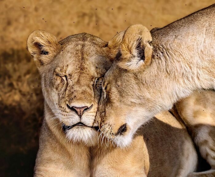 Two lions nuzzling affectionately, showcasing unforgettable wildlife moments captured in natural habitat by Mónica L. Corcuera.