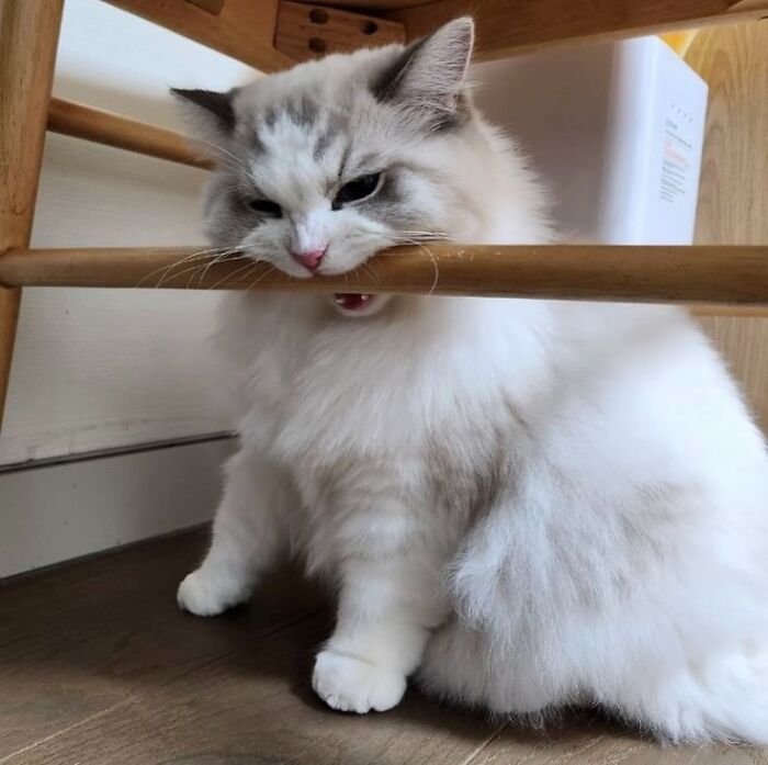 Fluffy white cat biting wooden chair leg, playful expression, adorable animal pics that may warm your heart and make you laugh.
