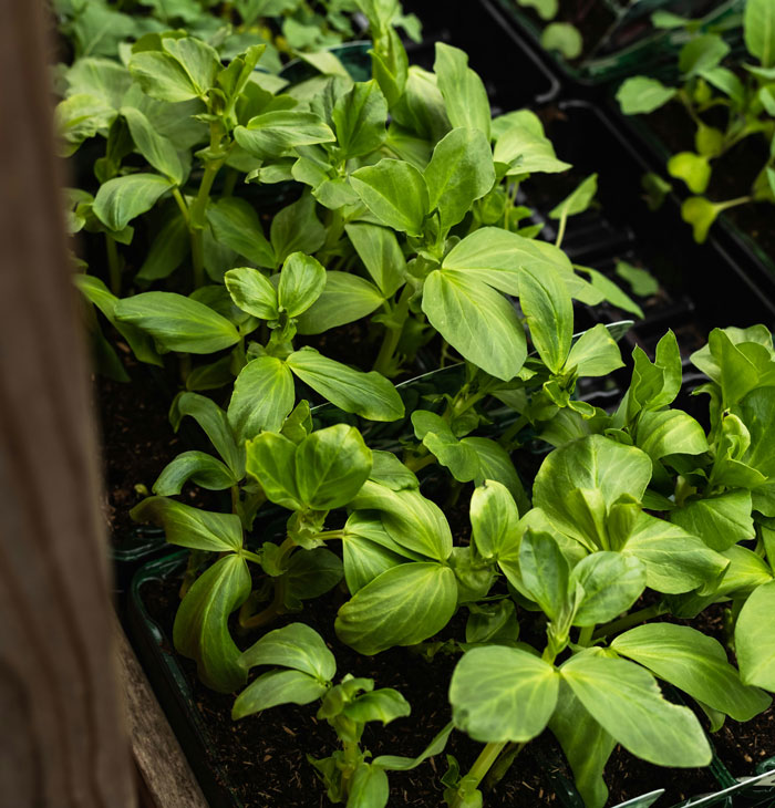 Green leafy plants growing in soil, illustrating a weird habit related to being raised poor.