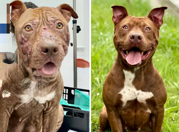 Before-and-after transformation of a dog showing healing and recovery, illustrating dogs who prove love heals all.