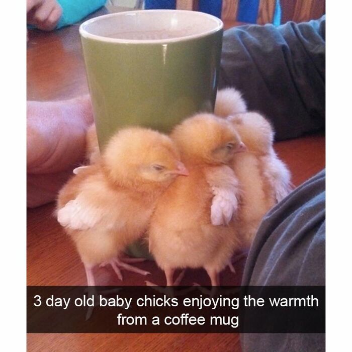 Three fluffy baby chicks cuddling by a coffee mug, a funny and silly animal meme to boost your spirits.