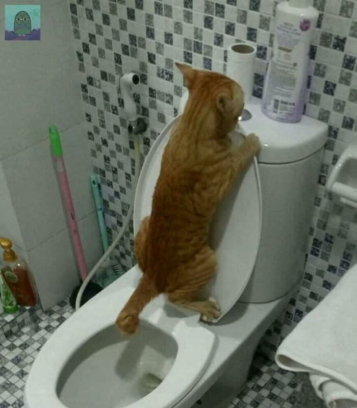 Orange tabby cat standing on a toilet seat in a bathroom, showing hilarious animals who lost the plot in goblin mode.