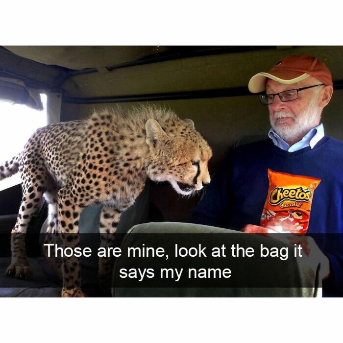 Cheetah standing inside vehicle next to man holding a bag of Cheetos in a funny and silly animal meme.