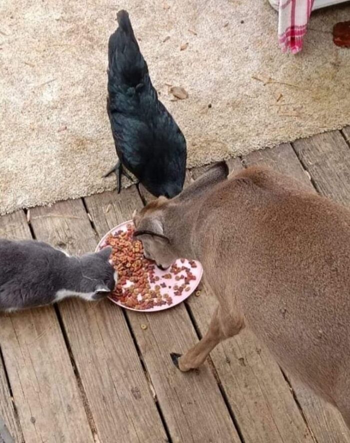 Cat, deer, and black bird sharing food from a plate on a wooden floor in a heartwarming animal pics moment.