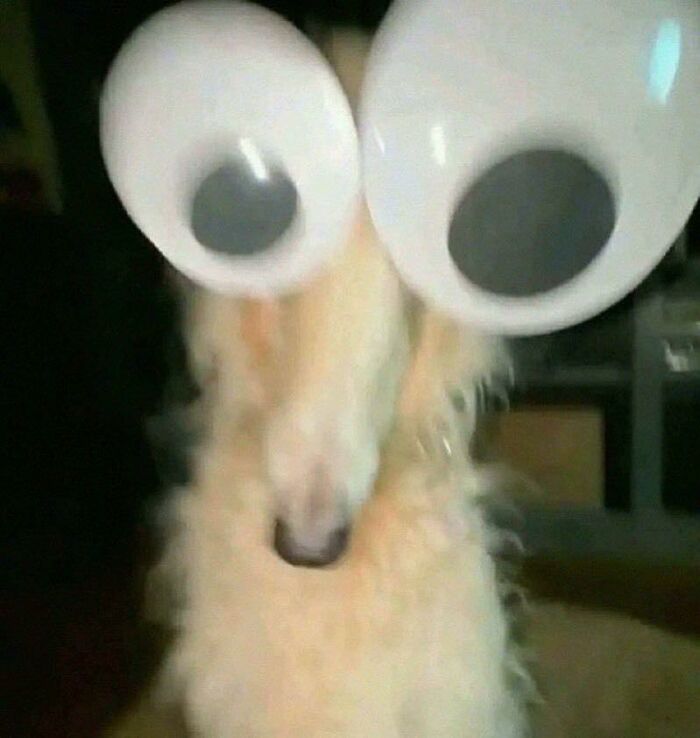 Fluffy dog wearing oversized googly eyes, showcasing hilarious animal behavior in goblin mode.