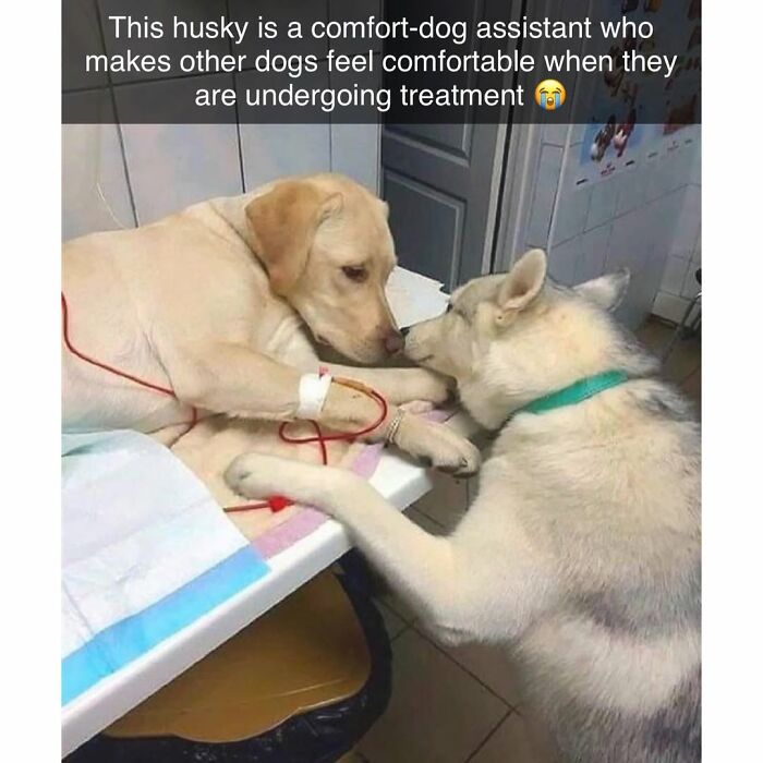 Husky comfort-dog comforting a Labrador undergoing treatment, featured in funny and silly animal memes.