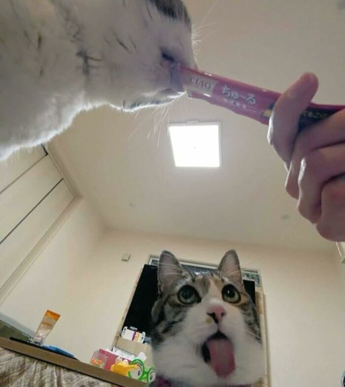 Two hilarious cats in goblin mode, one licking a treat and the other sticking out its tongue indoors.