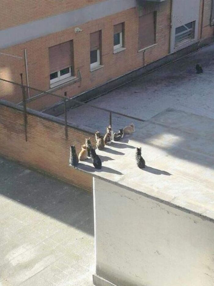 Cats sitting in a line on the edge of a rooftop, an amusing and heartwarming animal scene outdoors in sunlight.