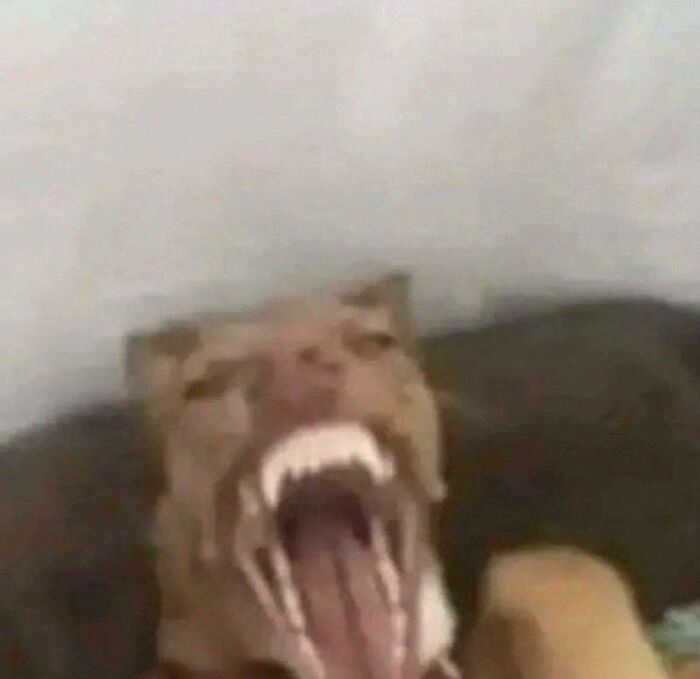 Blurry dog with mouth wide open showing teeth in a funny pose, capturing hilarious animals in goblin mode.