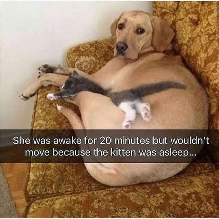 Dog lying on a couch with a sleeping kitten on its body, showcasing funny and silly animal memes to lift spirits.