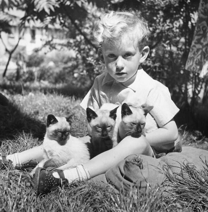 Vintage black and white photo of a young boy sitting outdoors with three Siamese cats, showcasing the timeless bond between kids and cats.