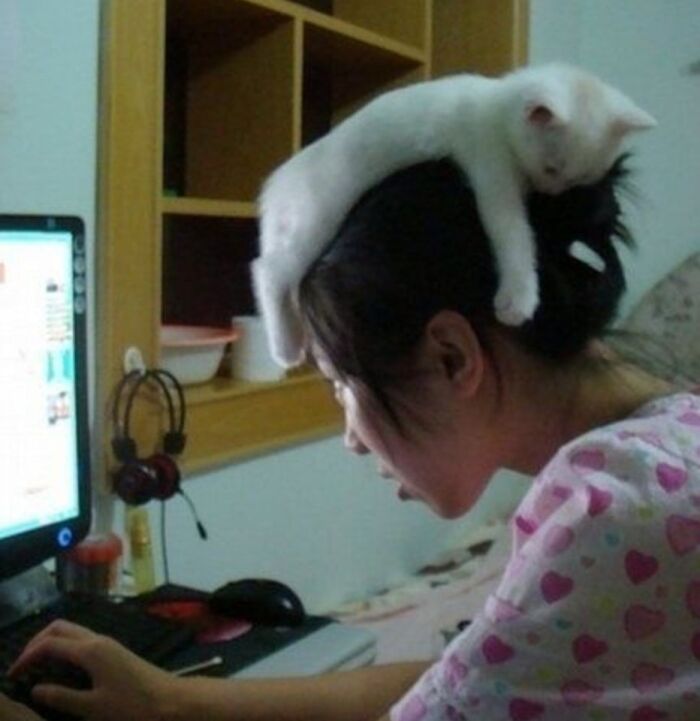 White kitten lying on a person's head while they work at a computer, one of many animal pics that may warm your heart.